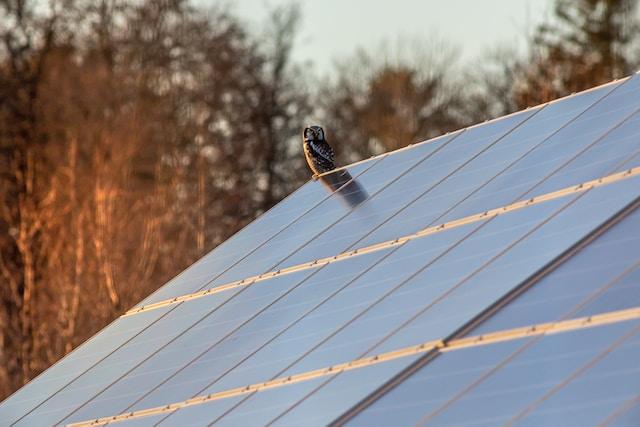 Bird sitting on top of solar panels on roof